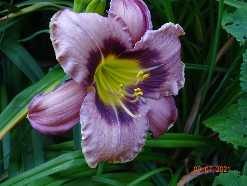  - Hemerocallis 2021