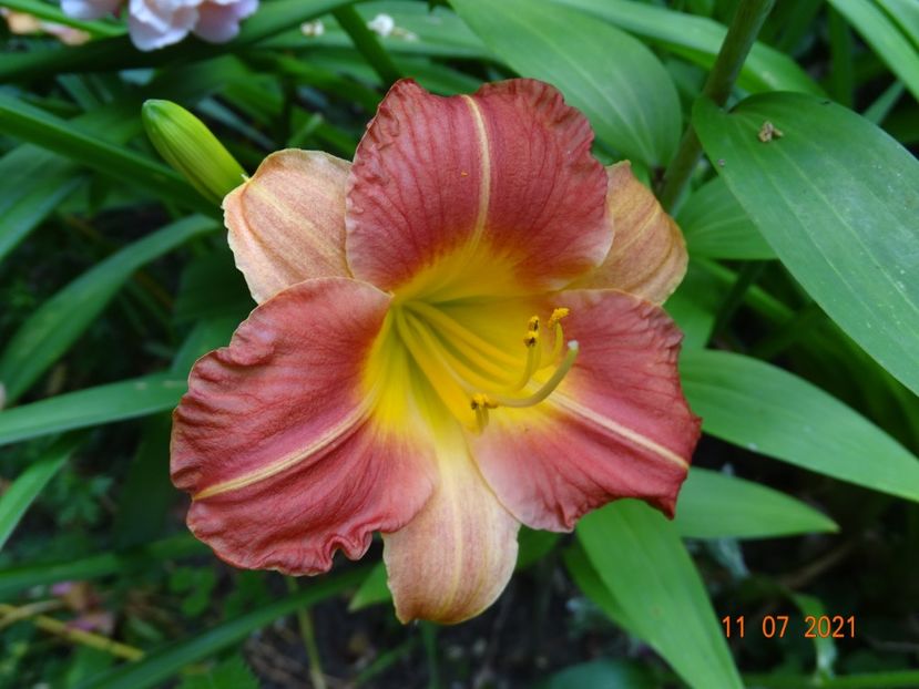  - Hemerocallis 2021