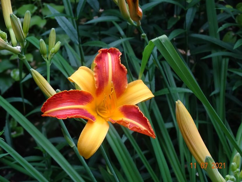  - Hemerocallis 2021