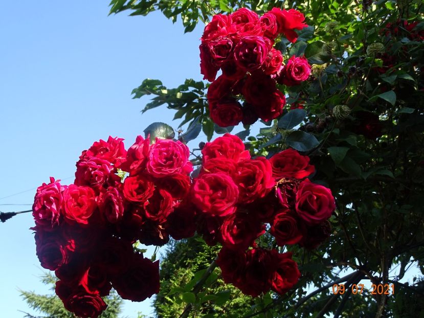  - Trandafiri 2021 -C