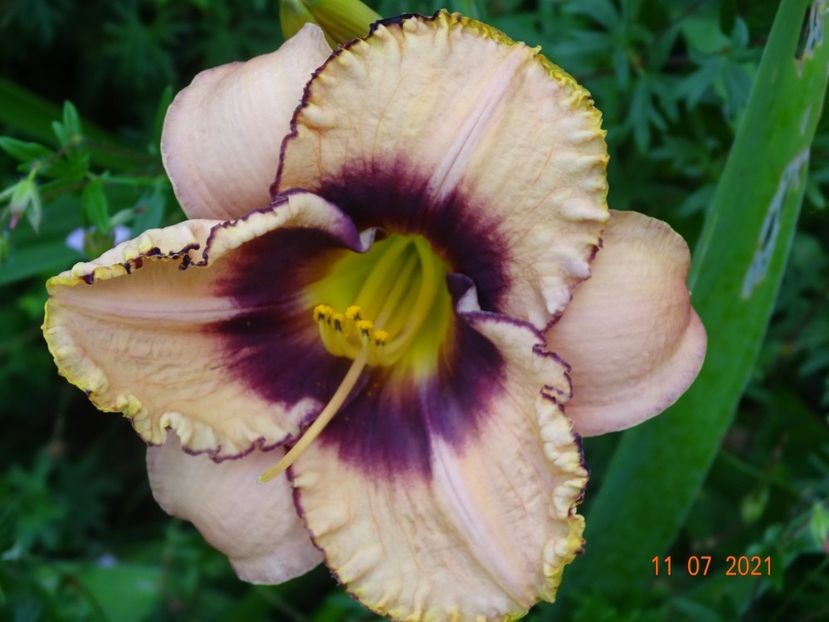  - Hemerocallis 2021