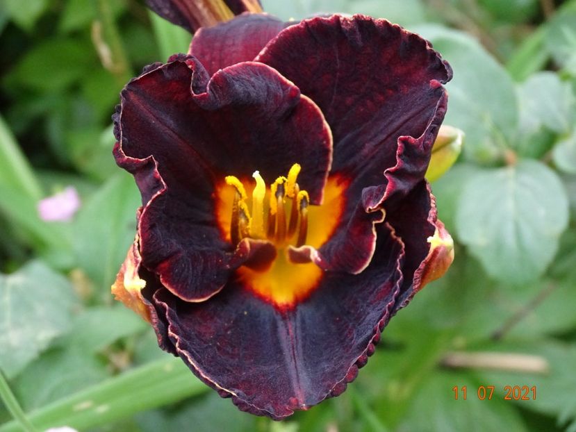  - Hemerocallis 2021