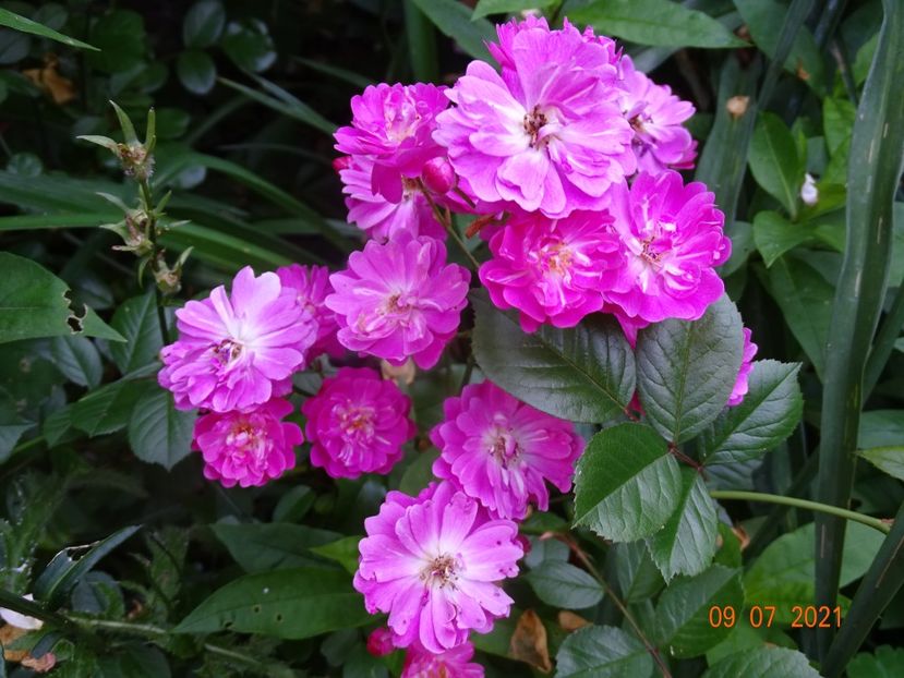  - Trandafiri 2021 -C