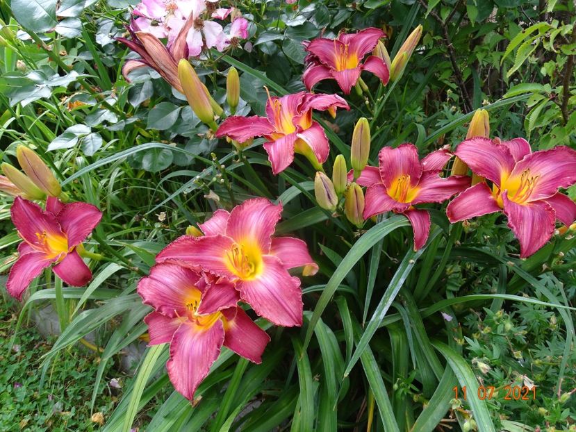  - Hemerocallis 2021