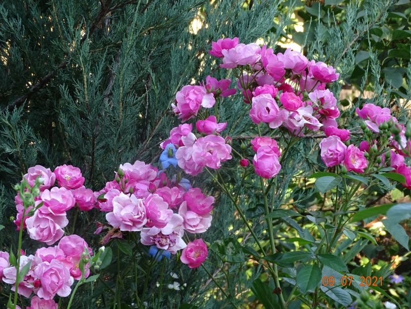  - Trandafiri 2021 -C