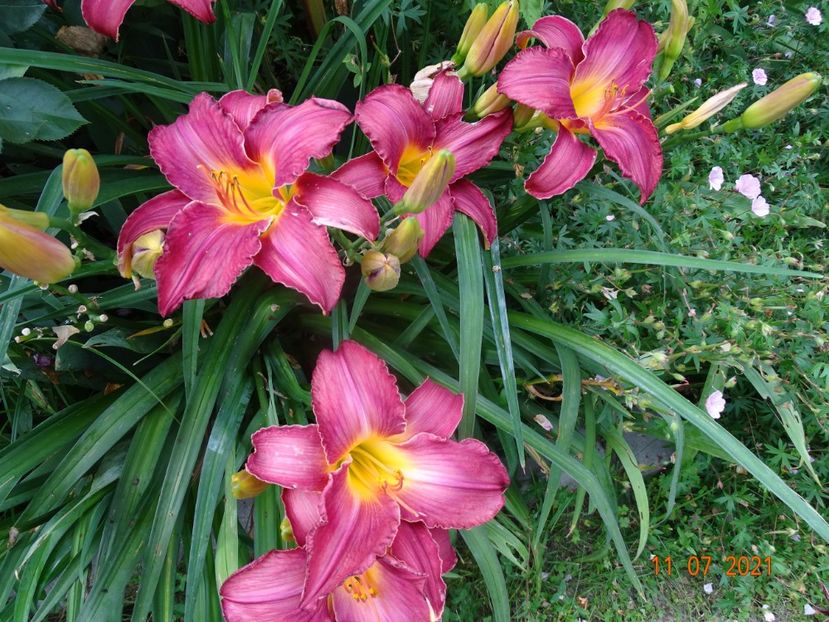  - Hemerocallis 2021