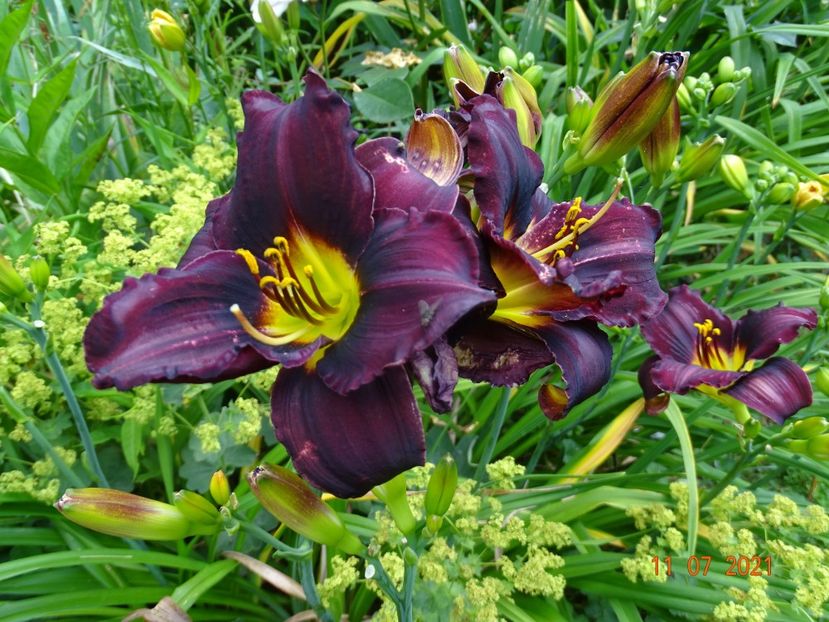  - Hemerocallis 2021