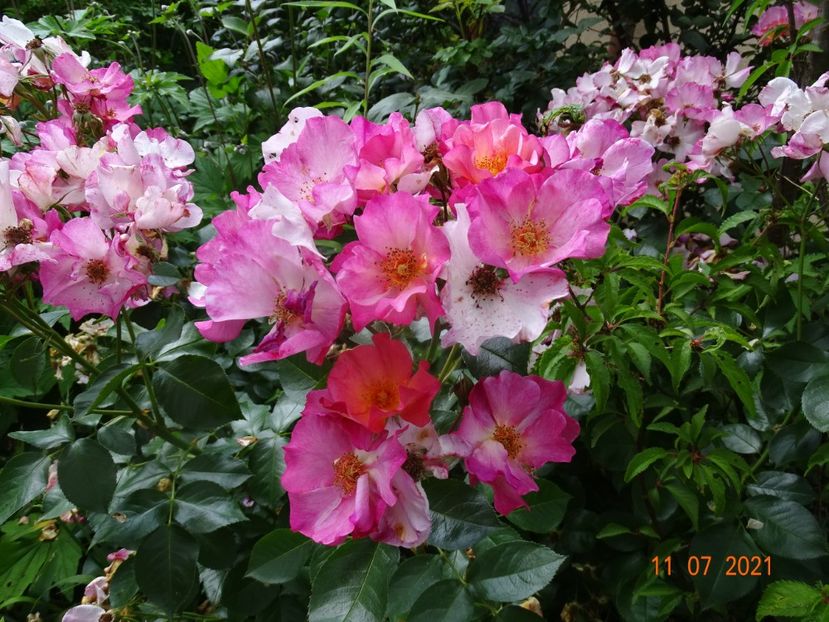 - Trandafiri 2021 -C