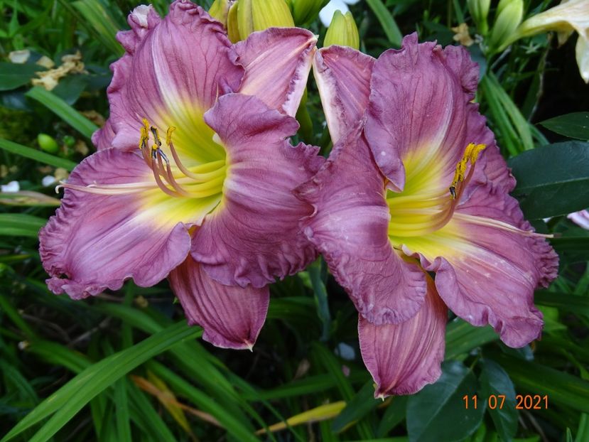  - Hemerocallis 2021