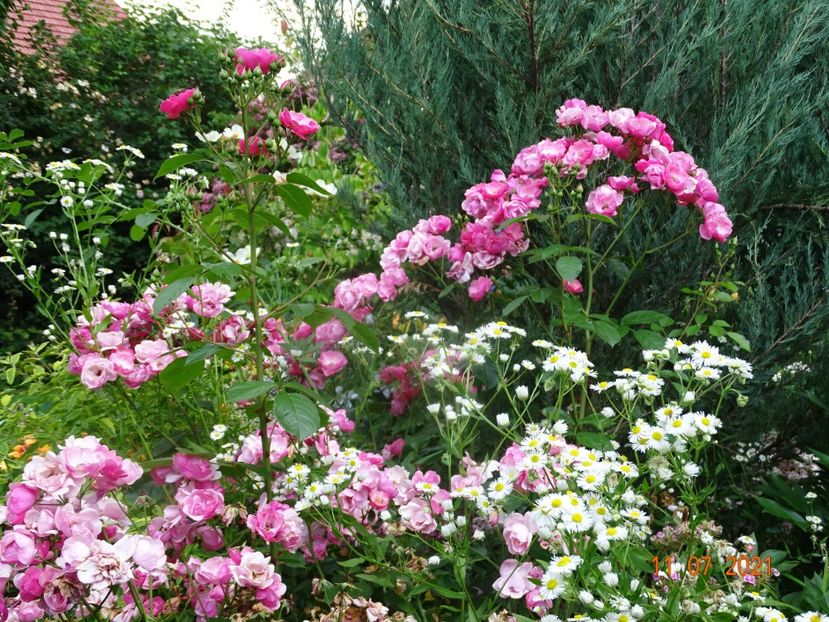  - Trandafiri 2021 -C