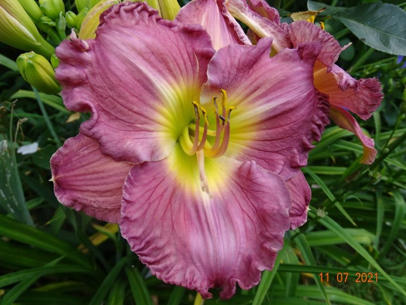  - Hemerocallis 2021