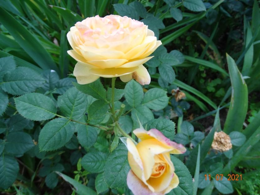  - Trandafiri 2021 -C