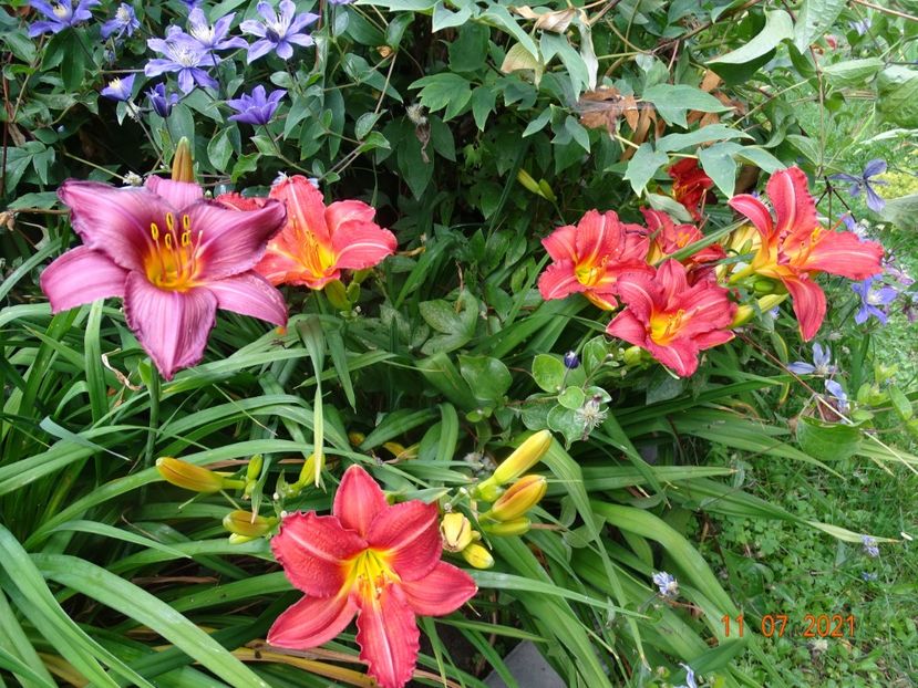  - Hemerocallis 2021