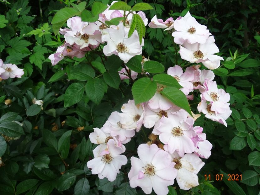  - Trandafiri 2021 -C