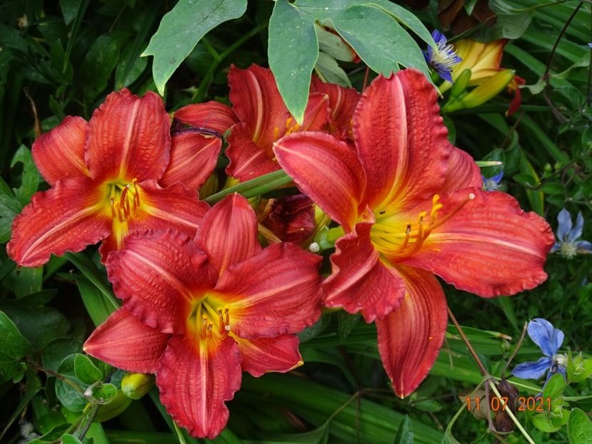  - Hemerocallis 2021