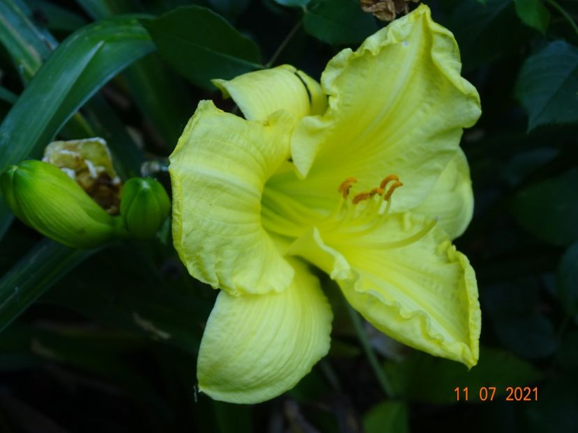  - Hemerocallis 2021