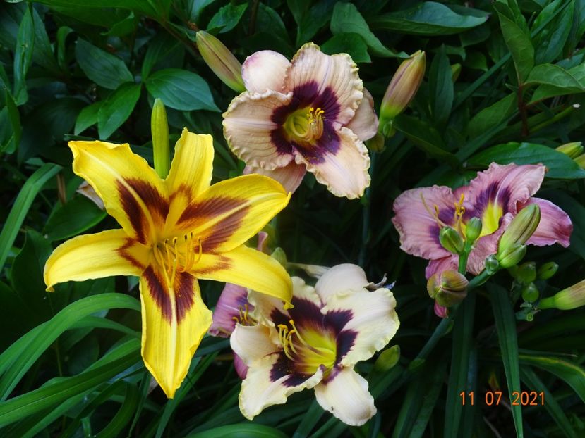  - Hemerocallis 2021