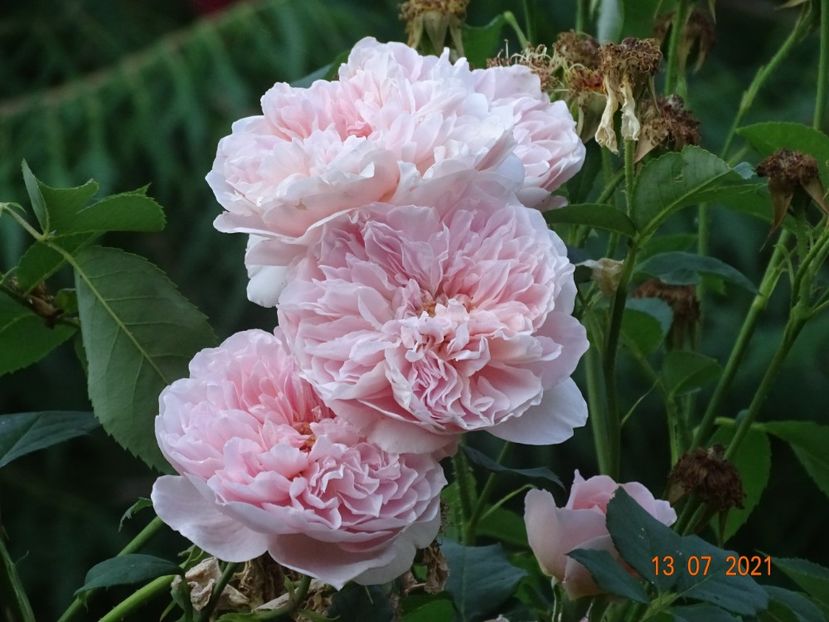  - Trandafiri 2021 -C