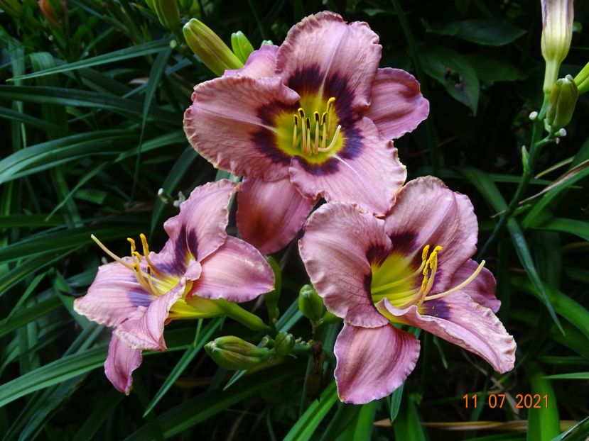  - Hemerocallis 2021