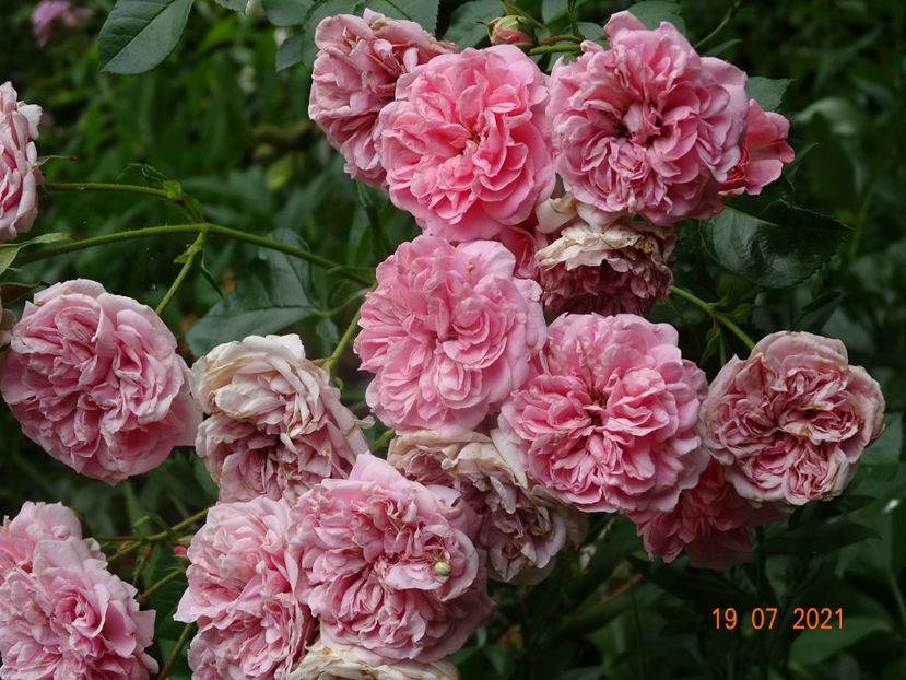  - Trandafiri 2021 -C
