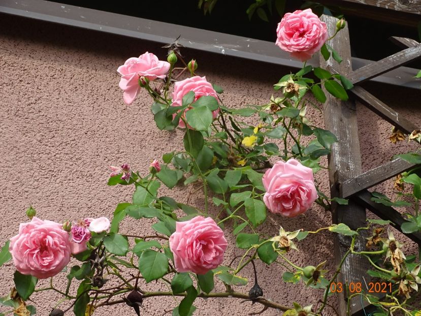  - Trandafiri 2021 -C