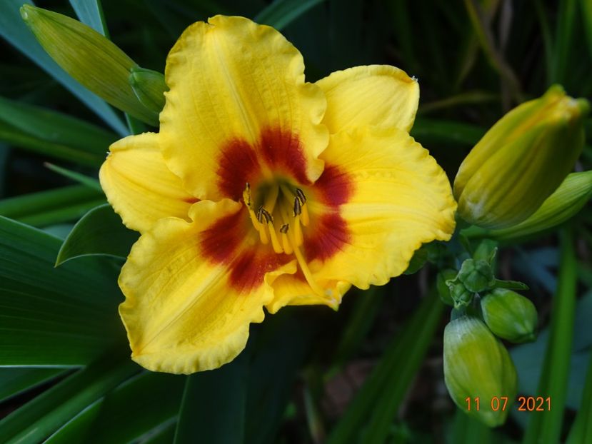  - Hemerocallis 2021