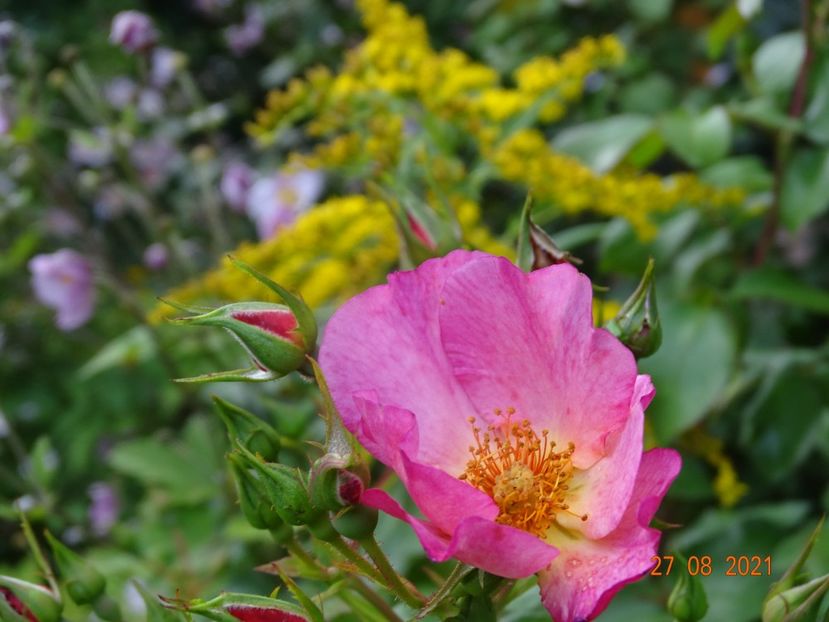  - Trandafiri 2021 -C