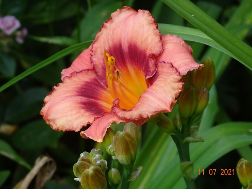  - Hemerocallis 2021