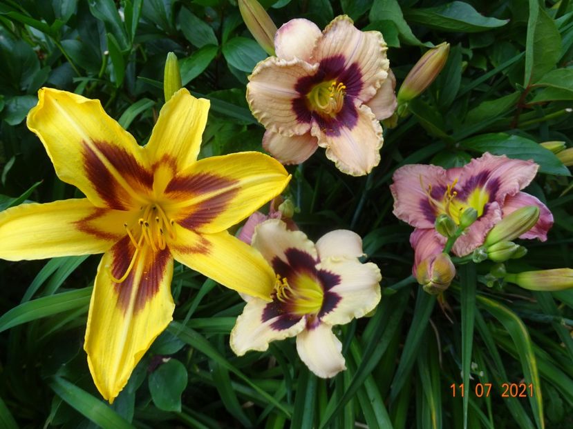  - Hemerocallis 2021