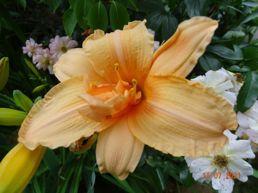  - Hemerocallis 2021