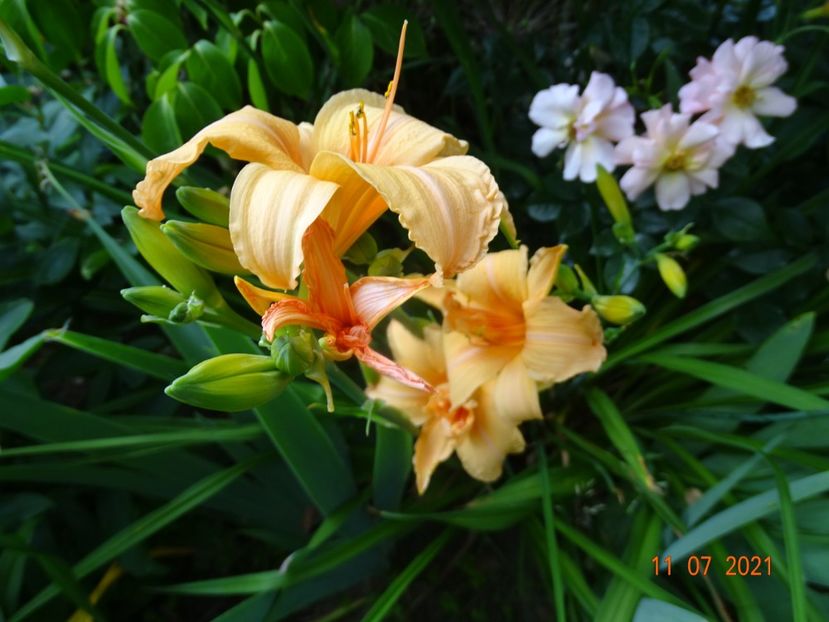  - Hemerocallis 2021