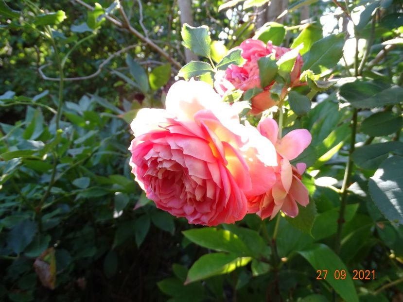  - Trandafiri 2021 -C