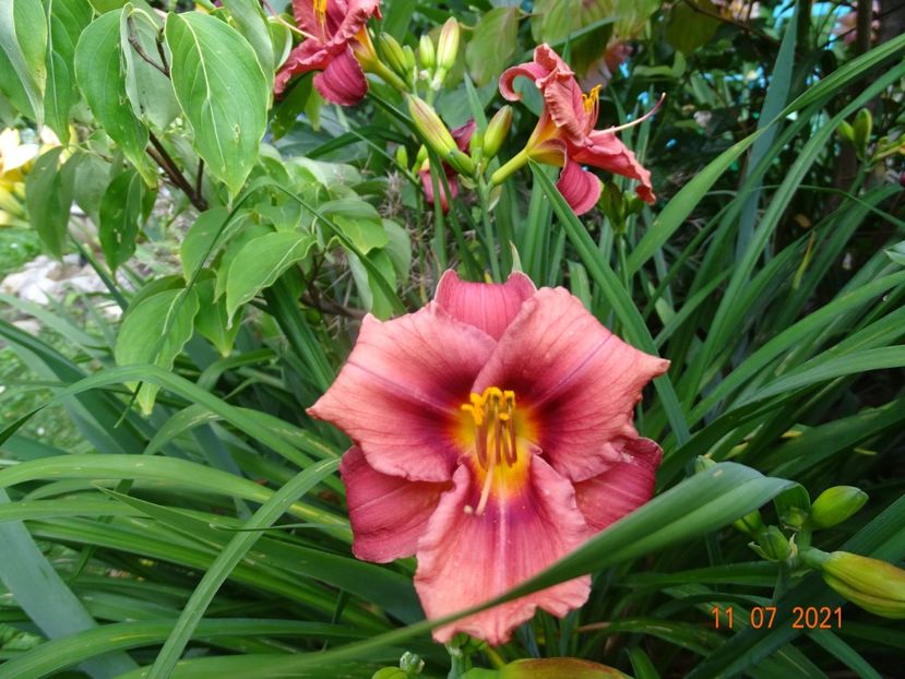  - Hemerocallis 2021