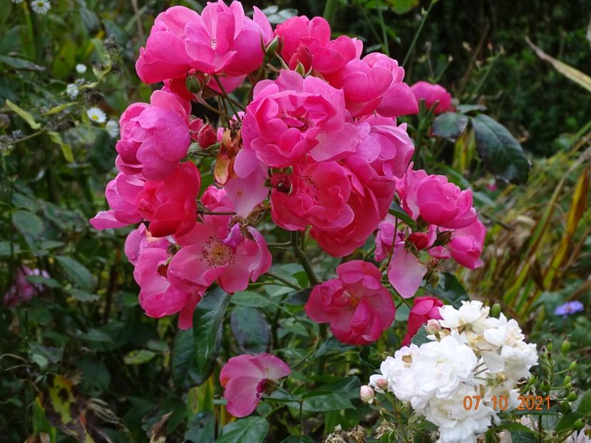  - Trandafiri 2021 -C