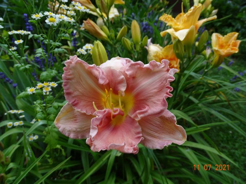  - Hemerocallis 2021