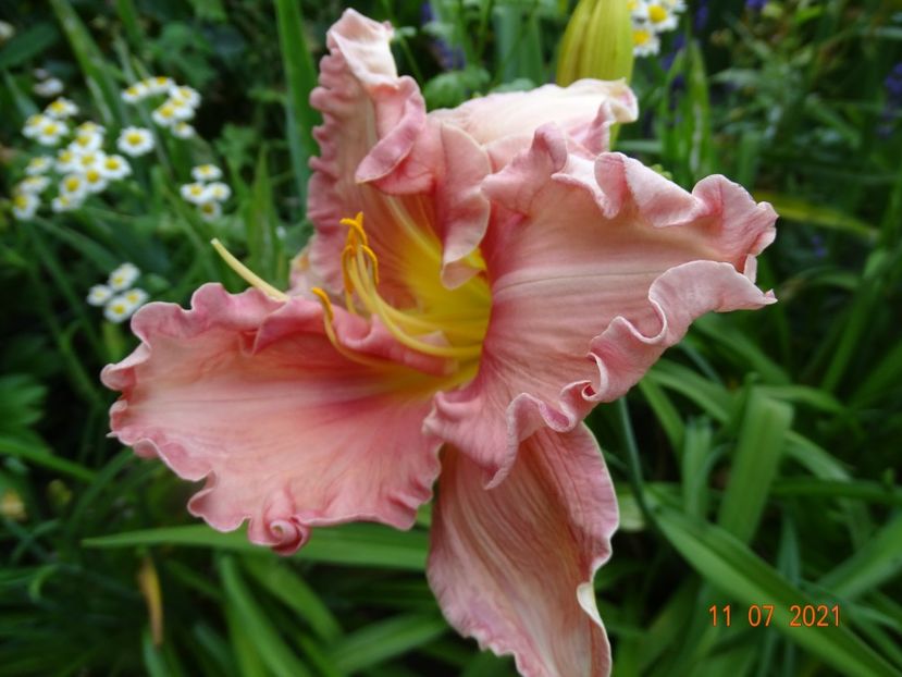  - Hemerocallis 2021