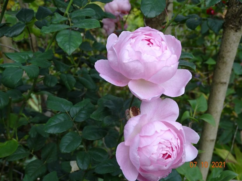  - Trandafiri 2021 -C