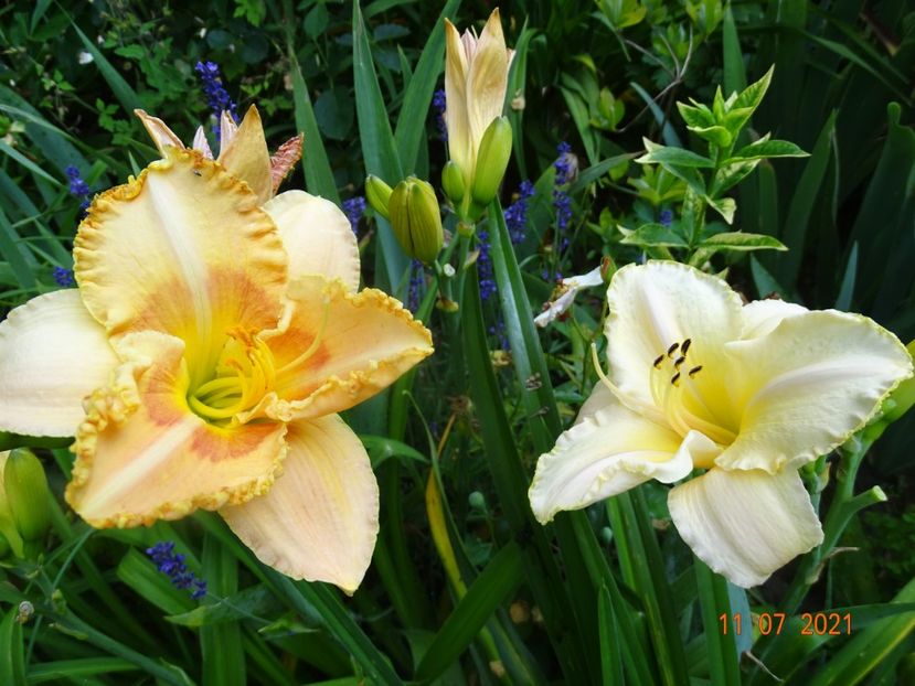  - Hemerocallis 2021