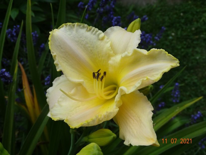  - Hemerocallis 2021