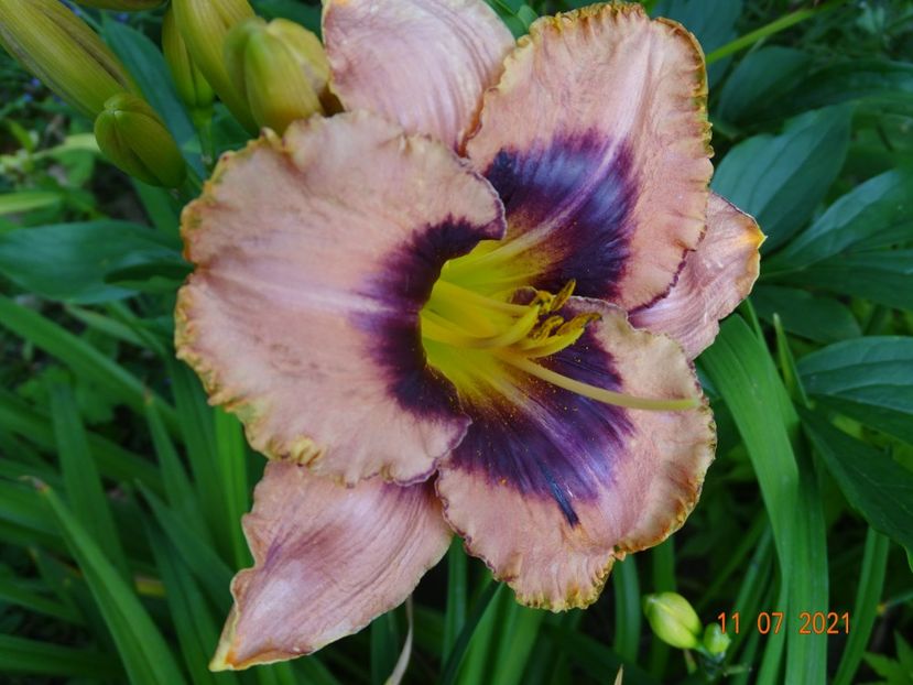  - Hemerocallis 2021