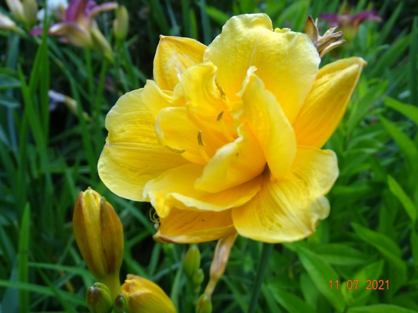  - Hemerocallis 2021