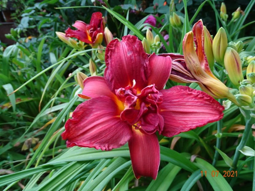  - Hemerocallis 2021