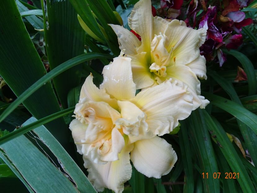  - Hemerocallis 2021