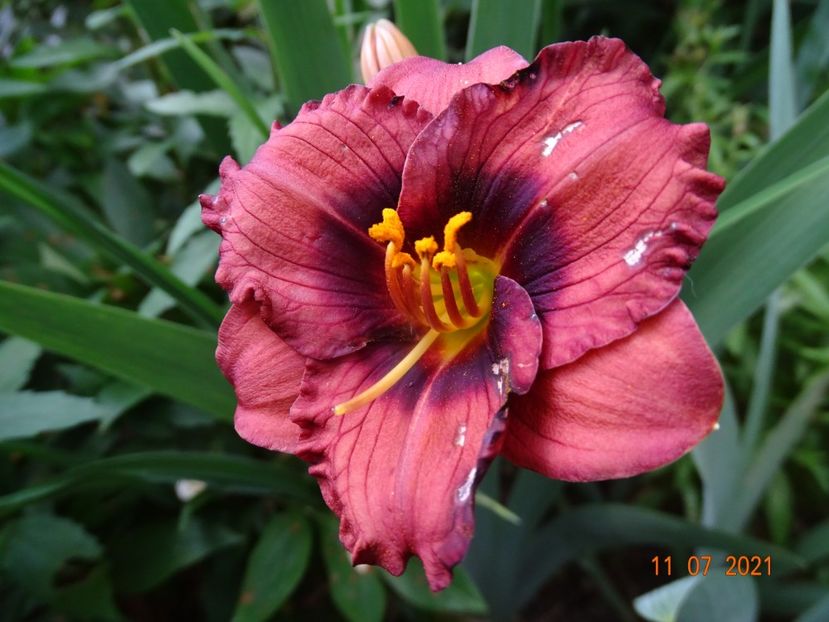  - Hemerocallis 2021