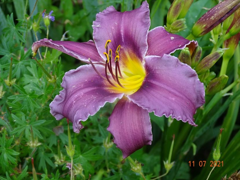  - Hemerocallis 2021