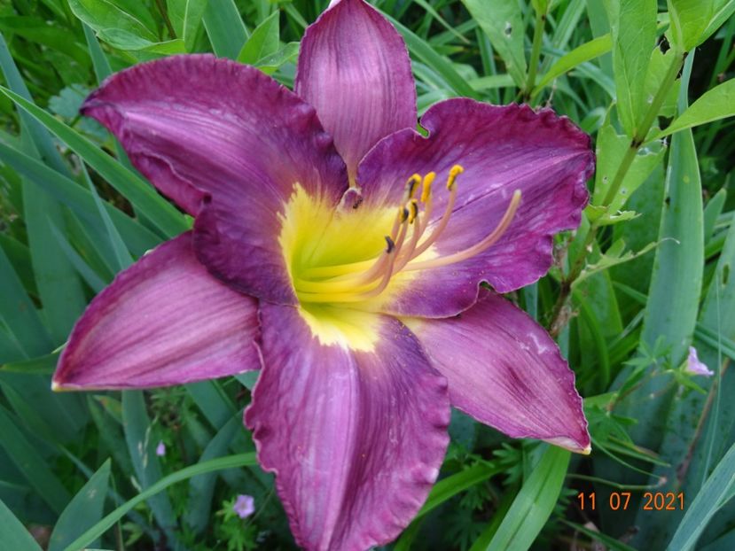  - Hemerocallis 2021