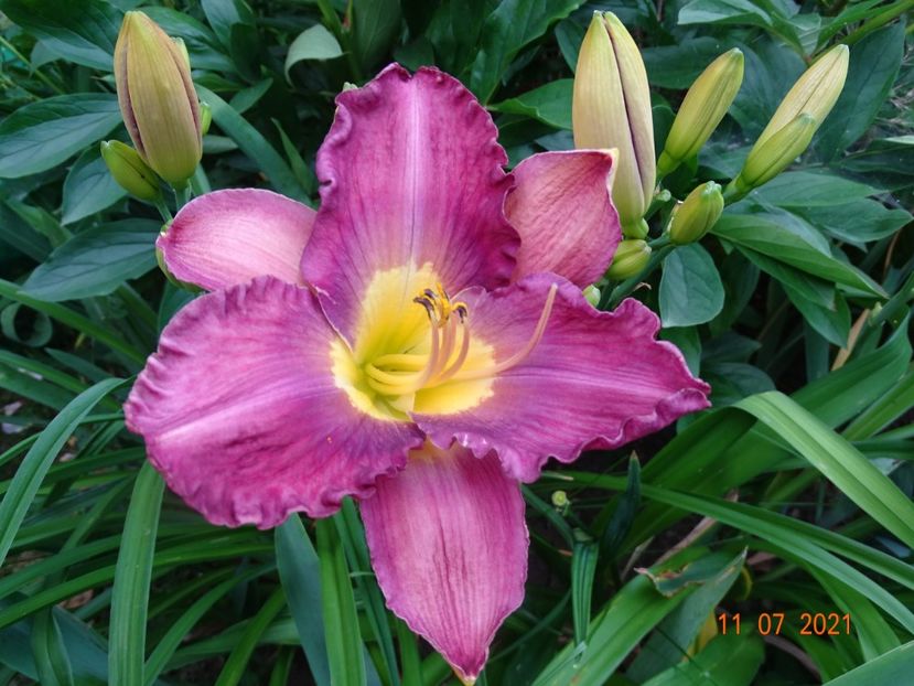  - Hemerocallis 2021
