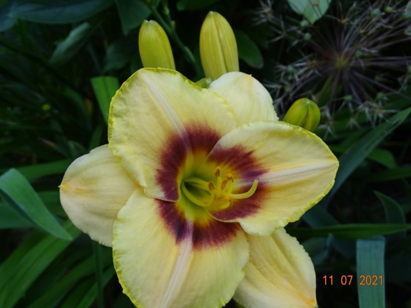  - Hemerocallis 2021