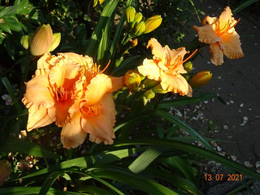  - Hemerocallis 2021