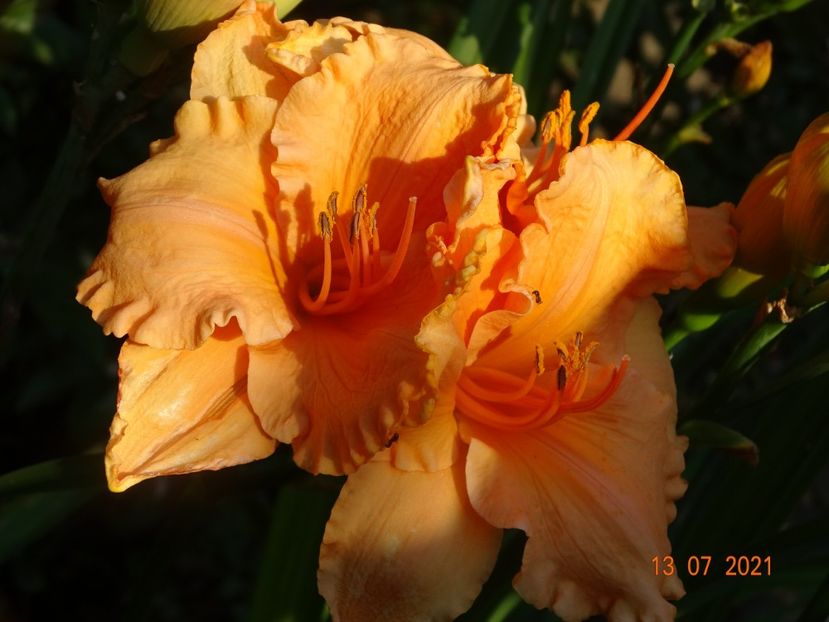  - Hemerocallis 2021
